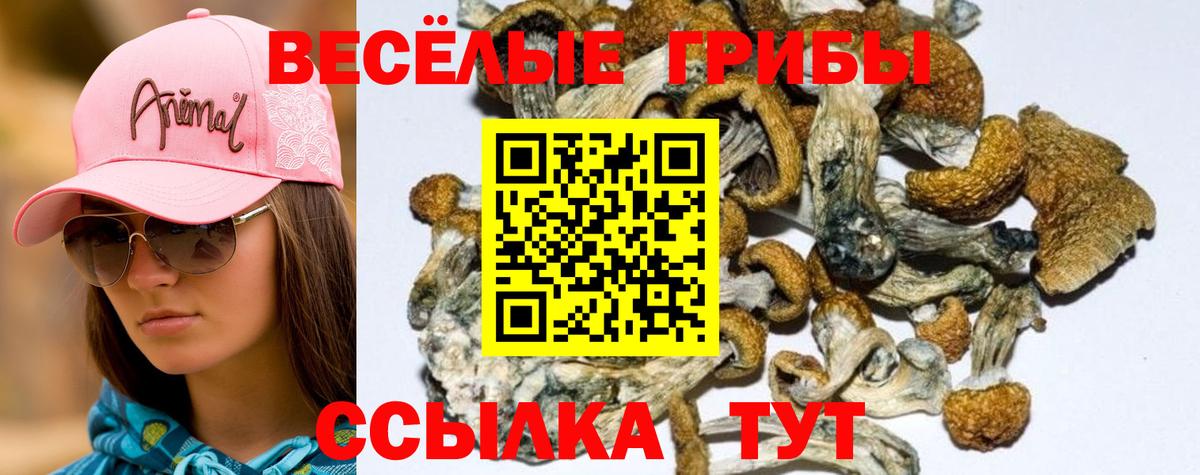 Галлюциногенные грибы Psilocybe Еманжелинск